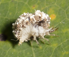 Chrysopa quadripunctata