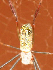 Trichonephila inaurata madagascariensis