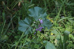 Malva parviflora parviflora