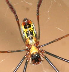 Trichonephila inaurata madagascariensis