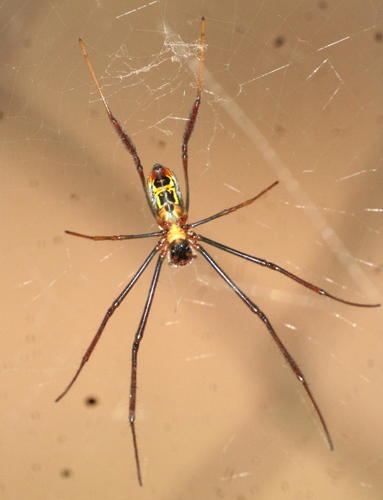 Redleg Orbweaver