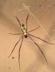 Trichonephila inaurata madagascariensis