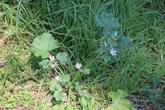 Malva parviflora parviflora