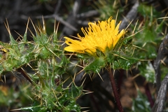 Berkheya spinosissima namaensis