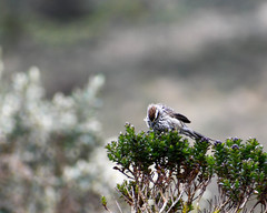 Leptasthenura andicola
