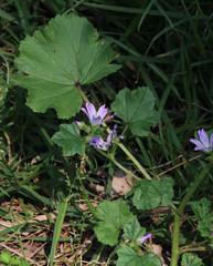 Malva parviflora parviflora
