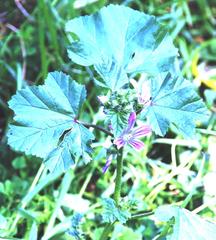 Malva parviflora parviflora