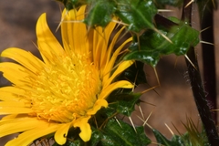 Berkheya spinosissima namaensis