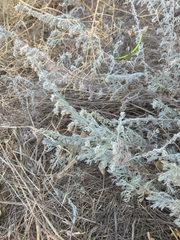 Artemisia santonicum