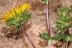 Berkheya spinosissima namaensis