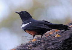 Thamnolaea cinnamomeiventris