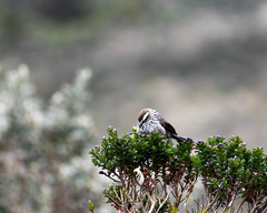 Leptasthenura andicola