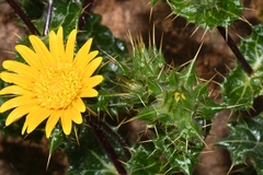 Berkheya spinosissima namaensis