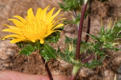 Berkheya spinosissima namaensis