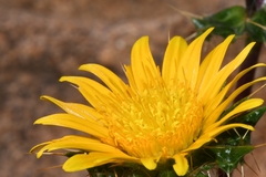 Berkheya spinosissima namaensis
