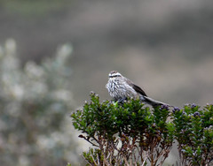 Leptasthenura andicola