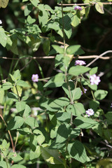 Cigaritis natalensis