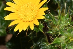 Berkheya spinosissima namaensis