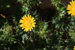 Berkheya spinosissima namaensis