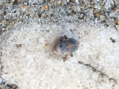 Collops quadrimaculatus