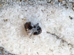 Collops quadrimaculatus