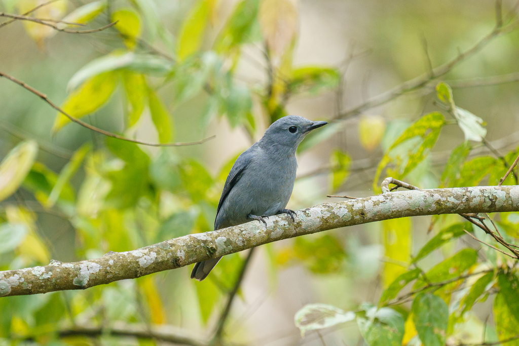 Gray Cuckooshrike photo