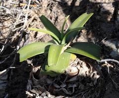 Ledebouria venteri