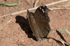 Junonia natalica natalica