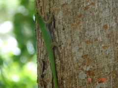 Phelsuma astriata