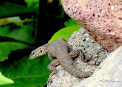 Sceloporus dugesii