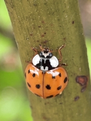 Harmonia axyridis