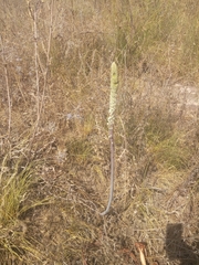 Drimia numidica