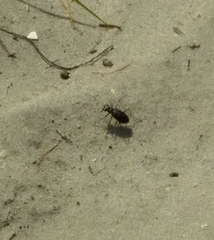 Cicindela punctulata