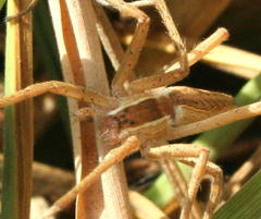 Perenethis symmetrica