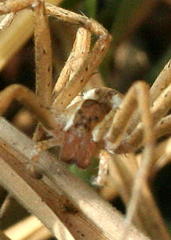 Perenethis symmetrica