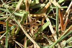 Perenethis symmetrica