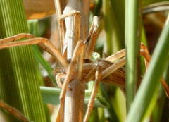 Perenethis symmetrica