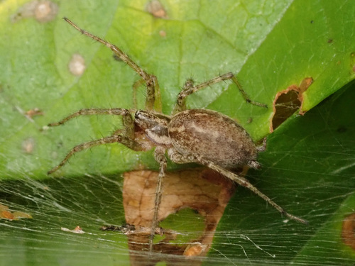 Allagelena gracilens