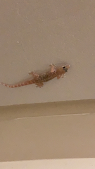 Hemidactylus turcicus