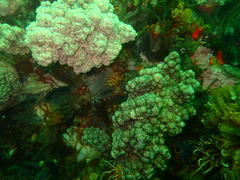 Eunephthya thyrsoidea