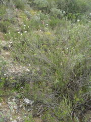 Phymaspermum leptophyllum