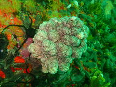 Eunephthya thyrsoidea