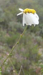 Phymaspermum leptophyllum