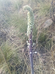 Drimia numidica