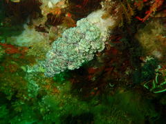 Eunephthya thyrsoidea