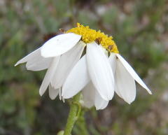 Phymaspermum leptophyllum