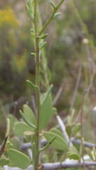 Phymaspermum leptophyllum