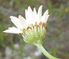 Phymaspermum leptophyllum