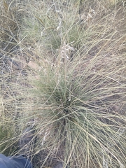 Ampelodesmos mauritanicus