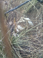 Ampelodesmos mauritanicus